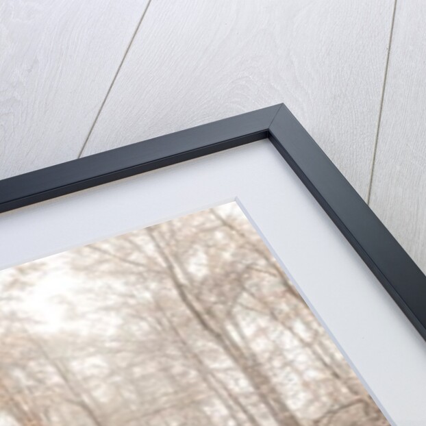 Misty forest by Assaf Frank